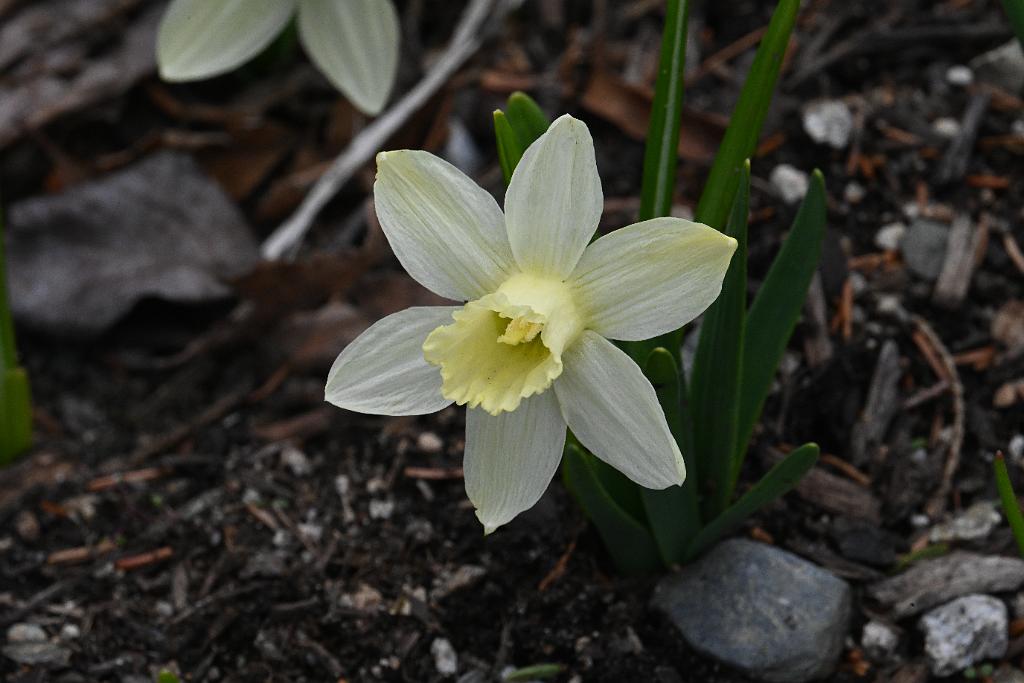 2025-04216451 Tower Hill Botanic Garden, MA.JPG - Daffodil. New England Botanic Garden at Tower Hill, MA, 4-21-2025